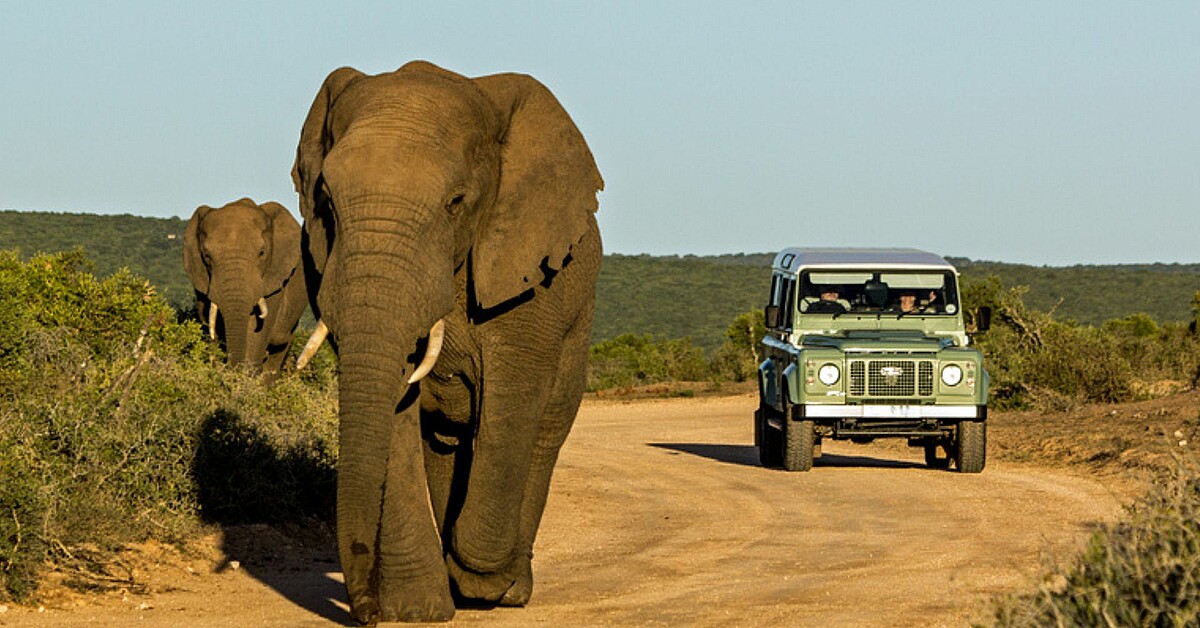 VIDEO: Muere Turista Estadounidense Tras Ataque De Elefante En Safari ...